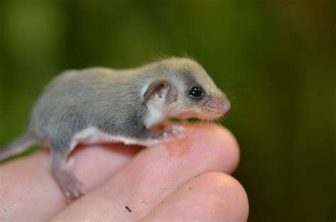 Lay your eyes on these tiny, adorable feathertail gliders | Mashable