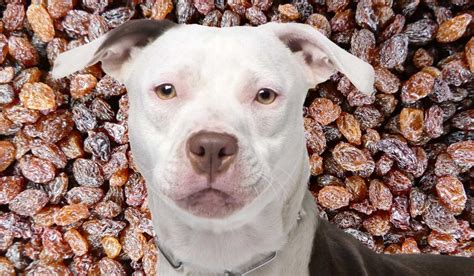 Can Dogs Eat Raisins? (A Cautionary Tale About My Whippet)