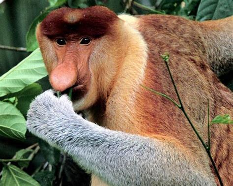 Proboscis monkey – long-nosed monkey | DinoAnimals.com
