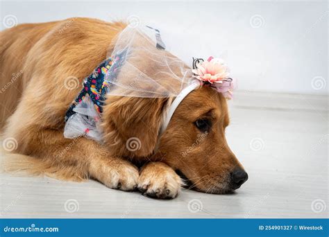 Cute Golden Retriever Wearing a Costume Stock Image - Image of white, little: 254901327