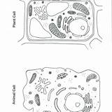 Plant And Animal Cell Coloring Pages  Free Printable sketch template