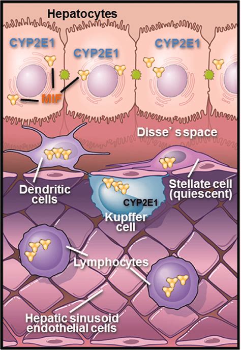 Dynamic interactions between parenchymal and non-parenchymal cells in ...