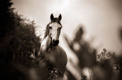 Download Monochrome Black & White Animal Horse 4k Ultra HD Wallpaper