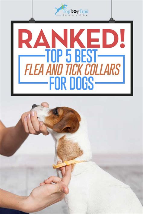 The Best Flea Collars for Dogs in 2020 (Prevention + Existing Infestations)