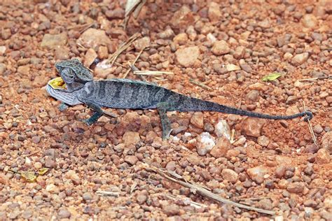 Senegal chameleon (Chamaeleo senegalensis) Ghana | Reptiles … | Flickr