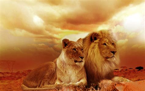 Lion Family HD Wallpaper - Forever Wallpapers