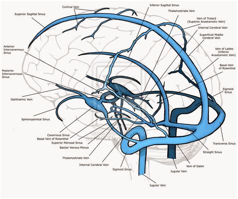 النزح الوريدي من الرأس - الجيوب الوريدية للرأس - RBCs - Neuroanatomy