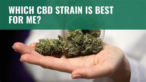 Are There Different Strains Of CBD Plants? Our Take! – SabaiDee