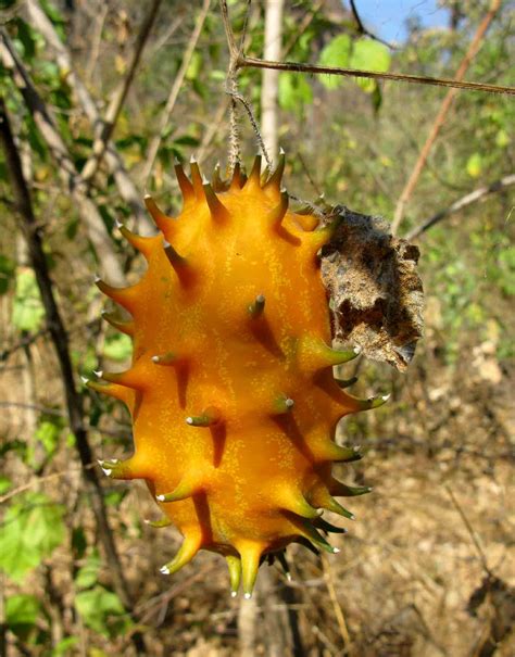 Flora of Mozambique: Species information: individual images: Cucumis metuliferus