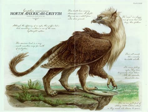 A North American Griffin (Gryphon americanus) Magical Creatures ...