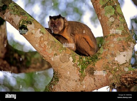 Brown Capuchin, Tufted Capuchin, Black-capped Capuchin, (Cebus apella ...