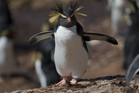 Northern Rockhopper penguin on nightingale island | Brian Gratwicke | Flickr