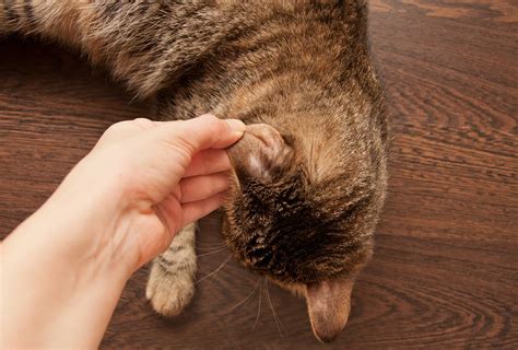 Symptoms Of Ringworm In Cats | Kingsdale Animal Hospital