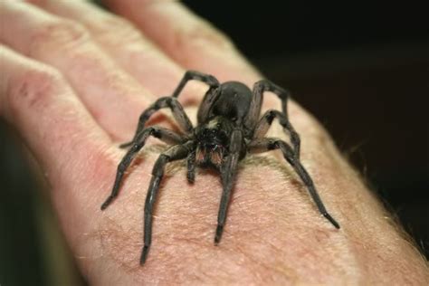 Unidentified spider in Groveton, Texas United States