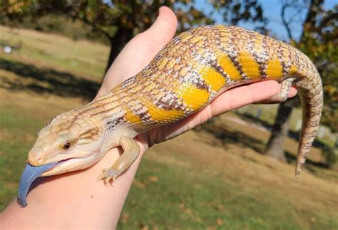 10 Unique Blue Tongue Skink Morphs That Will Leave You Speechless