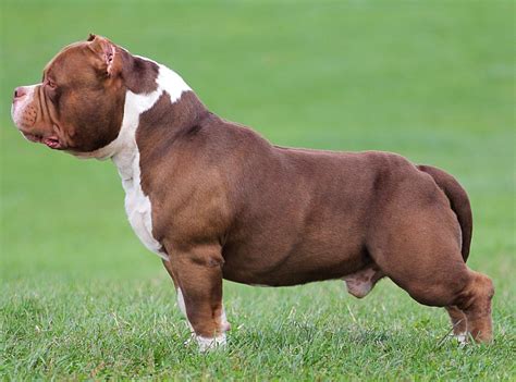 How To Draw American Bully According to experts the job of training a ...