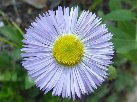 Smooth Fleabane, Erigeron Glabellus