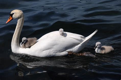 White swan and baby's swan on body of water, cygnets HD wallpaper | Wallpaper Flare