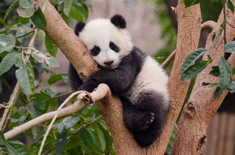 Baby panda in tree | Baby panda bears, Panda bear, Baby panda