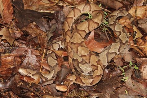 Eastern Copperhead (Agkistrodon contortrix) - HERPING VIRGINIA