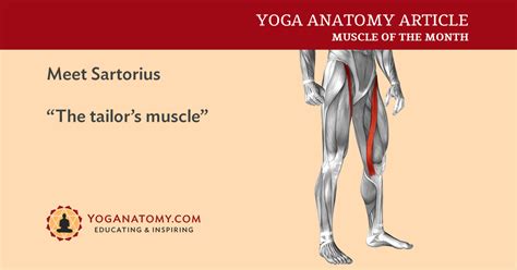 Sartorius muscle attachments and actions as it relates to yoga