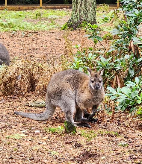 New Forest Wildlife Park review, Hampshire - MUMMYTRAVELS