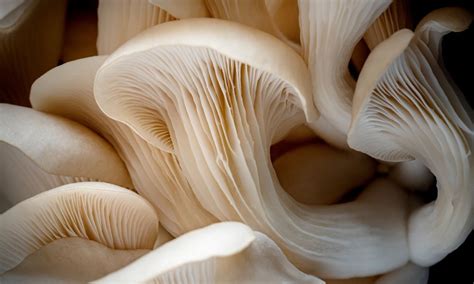 Everything You Should Know About Mushroom Spawn Bags