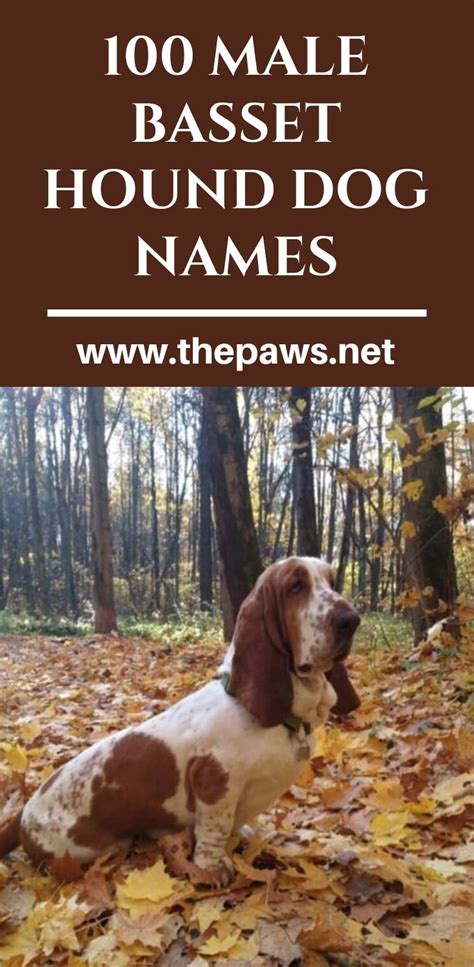 100 Male Basset Hound Dog Names | Dog names, Basset hound dog, Baby ...