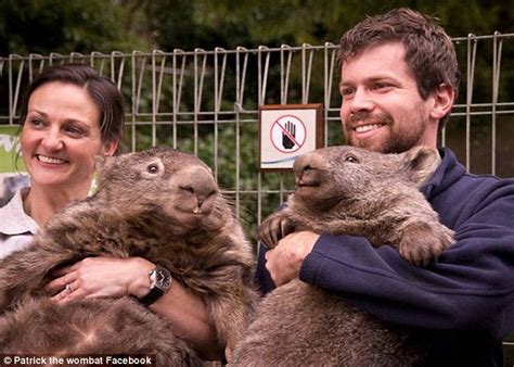 Patrick the world's oldest wombat celebrates 30th birthday at Ballarat Wildlife Park | Daily ...