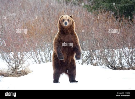 View of an adult Brown bear standing upright in snow at the Alaska Wildlife Conservation Center ...