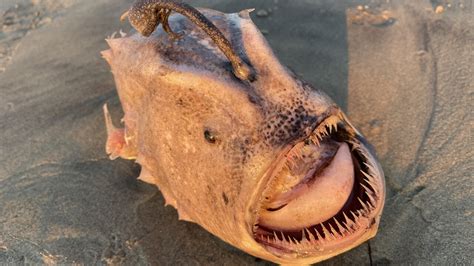 Pacific Footballfish washes ashore at San Diego beach