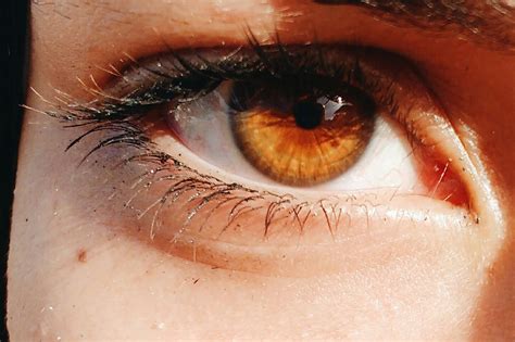 Amber eyes science myths and personality traits of amber eyed people – Artofit