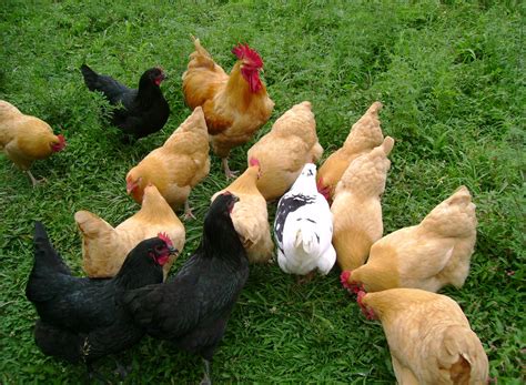 5 Best Laying Hens for Your Backyard | From Home Wealth