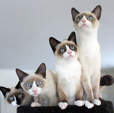 The Snowshoe Cat Breed: Why Are They So Rare? | The Pets Dialogue