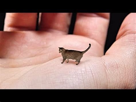 How Small Is The Smallest Cat In The World - Cat Lovster