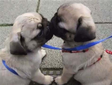 Pug Love GIF - Find & Share on GIPHY