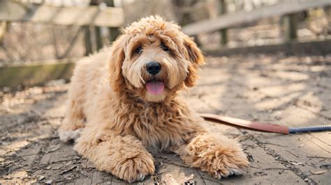 Labradoodle Growth & Weight Chart: Everything You Need to Know ...