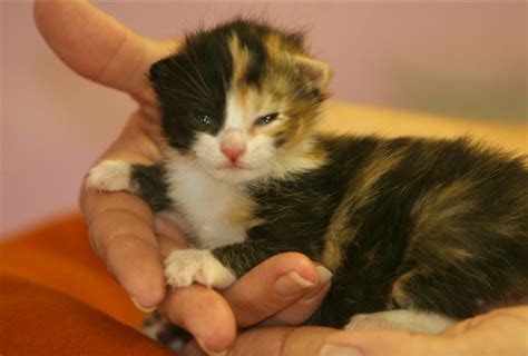 Everything You Need To Know About The Eye-Opening Of Kittens - Pets Info Center