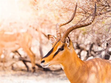 Impala Portrait in Natural Habitat Stock Image - Image of adult, close ...