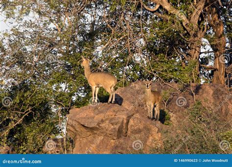 Pair of African Klipspringer on Rocky Outcrop Editorial Stock Photo - Image of poise, africa ...