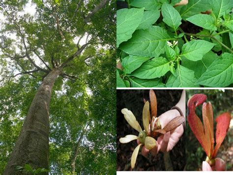 Shorea argentifolia - Google Search | Shorea, Plants, Tropical