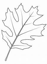 Free Printable Oak Leaf coloring Page  Download Print Or Color Online sketch template