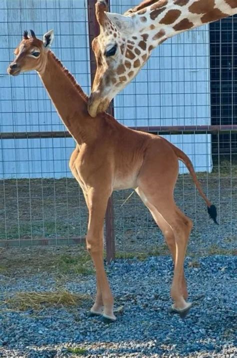 Rare spotless giraffe born at Tennessee Zoo