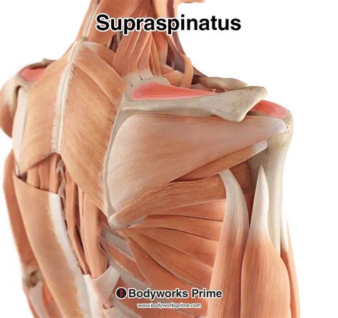 Supraspinatus Muscle Anatomy - Bodyworks Prime