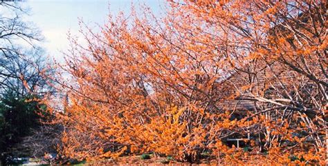 Different Types Of Witch Hazel Varieties To Add To Your Garden ...