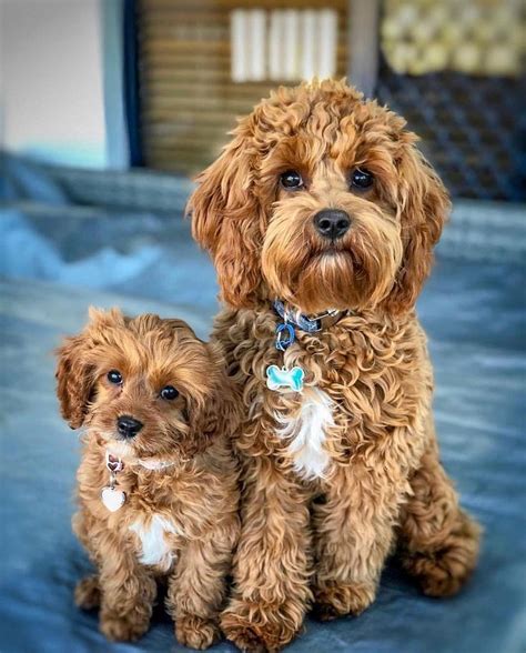 Full Size Cavapoo Black And Tan