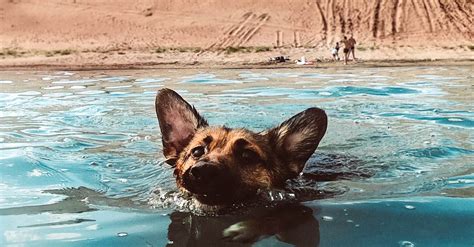 Photo of Dog Swimming In Beach · Free Stock Photo