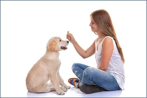 Kids Teaching Dogs Tricks: Is Your Dog or Your Child Learning More? - 5 Minutes for Mom