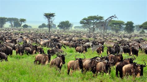 The Serengeti: Plain Facts about National Park & Animals | Live Science