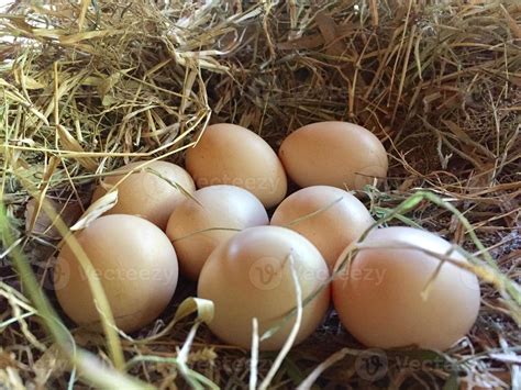 free-range chicken eggs in the nest egg laying 9732544 Stock Photo at ...